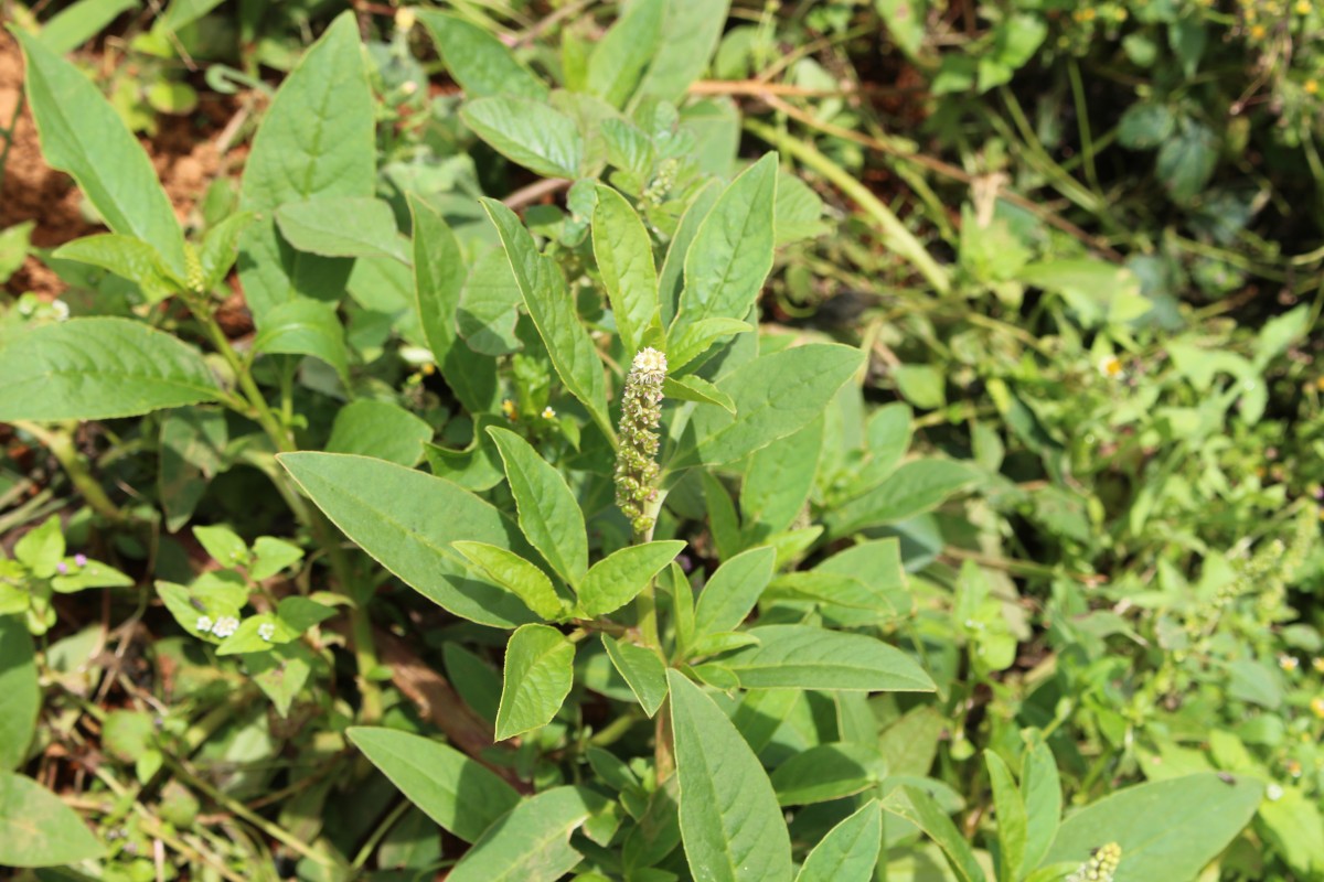 Phytolacca octandra L.